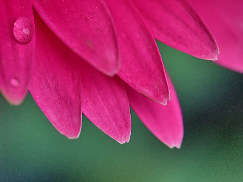 Gerbera 27 van Edgar Schermaul