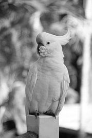 Australischer Kakadu von Hélène Vermeulen