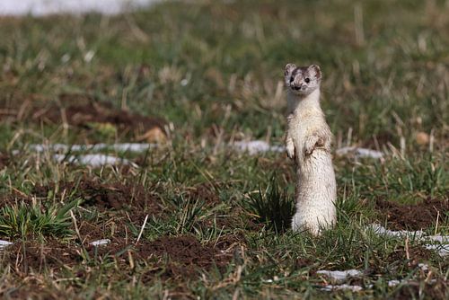 Stoat (Mustela erminea) kortstaartwezel Duitsland
