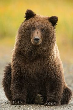 Alaska Peninsula Brown Bear, Ursus arctos gyas by AGAMI Photo Agency