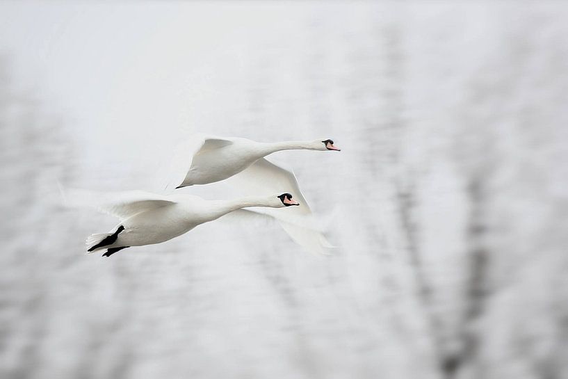Flying Swans by Kenneth Stamp