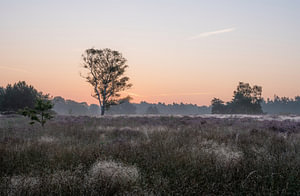 Wolfhezer Heide Teil 16