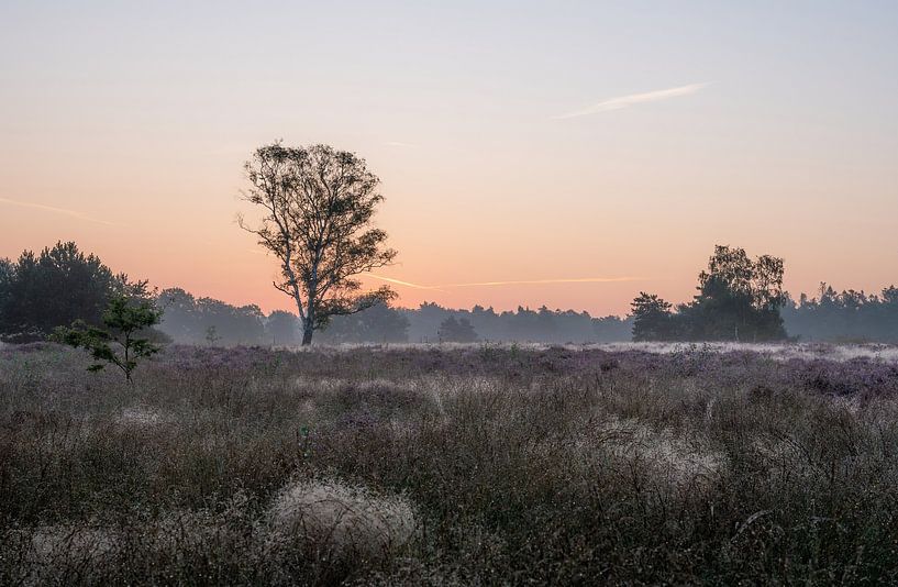 Wolfhezer heath part 16 by Tania Perneel
