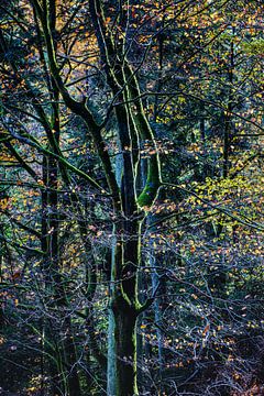 Ein Baum im Licht von Hanneke Luit
