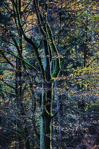 Un arbre dans la lumière