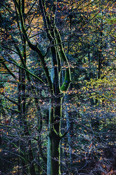 Un arbre dans la lumière par Hanneke Luit