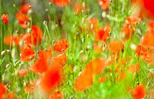 Coquelicots