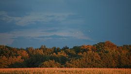 Herbst von By Foto Joukje