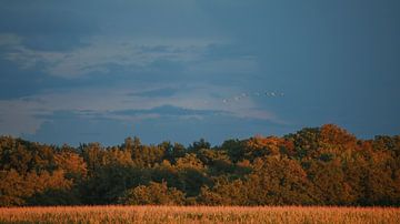 Autumn by By Foto Joukje