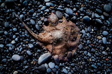Rochen am Strand mit Kieselsteinen von Johan Schouls