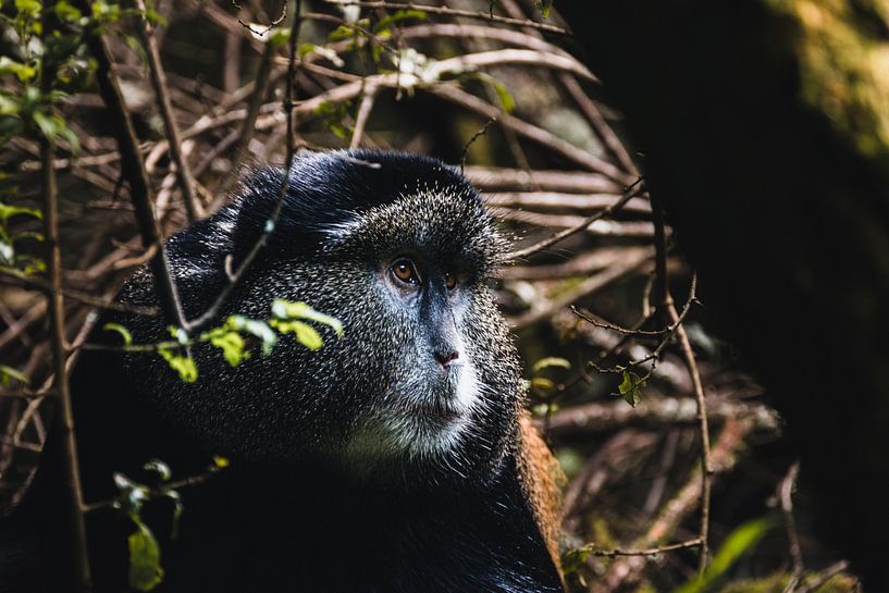 Between bamboo and fog - The life of the golden monkey by Rick Massar