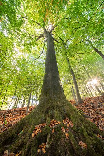 Herfst in het bos van Brakel