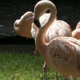 Chili Flamingo van Lyn Van Veldhoven