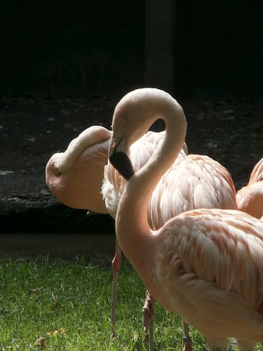 Chili Flamingo van Lyn Van Veldhoven