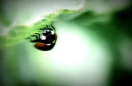 Out of the light sur Margreet Faber