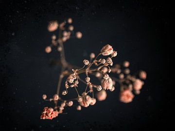 Delicaat roze van Andreas Berheide Photography