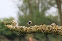 pretty bird