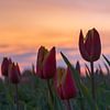 Tulipes avec un soleil couchant sur Miranda Heemskerk
