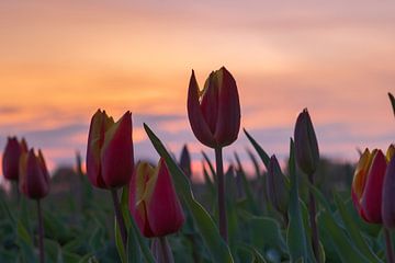 Tulipes avec un soleil couchant