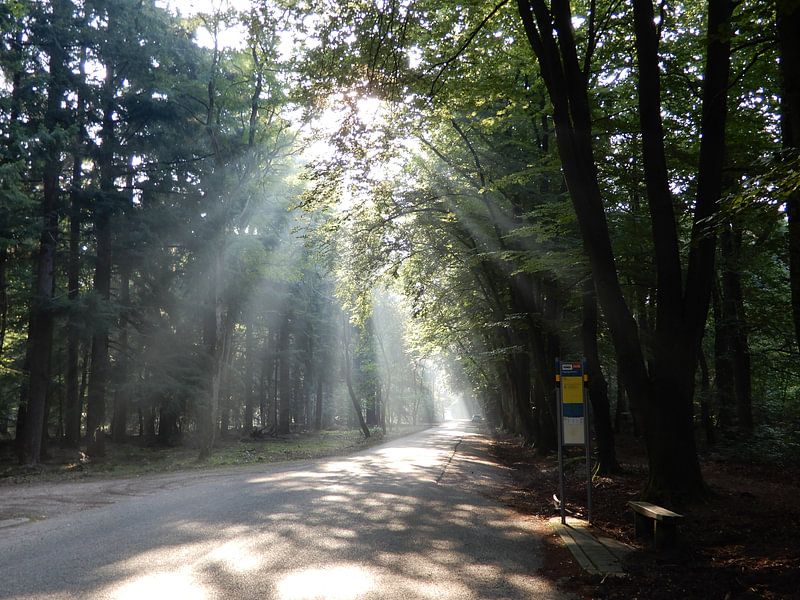 Zonnestralen by Klaas Roos