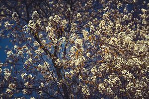 Bloesem Foto op Canvas – Roze Kersenbloesem Lente Wanddecoratie 01
