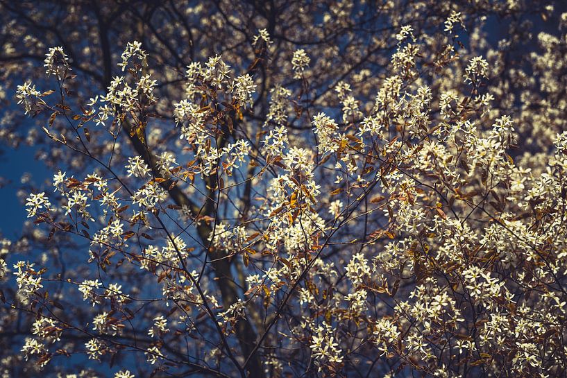 Blossom power : A Spring Expedition blanc 01 par FotoDennis.com | Werk op de Muur