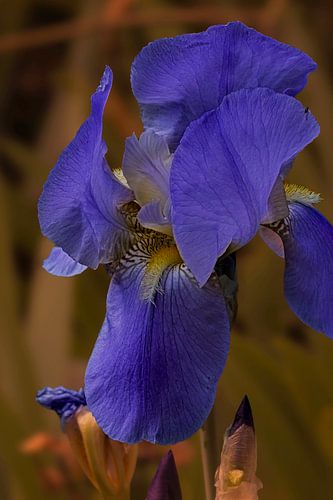 Königliche Iris