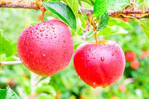 Äpfel hängen an einem Apfelbaum in einem Obstgarten