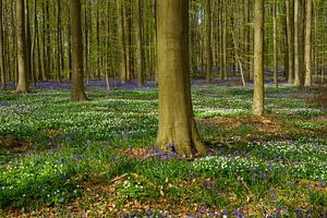 Lente in het bos