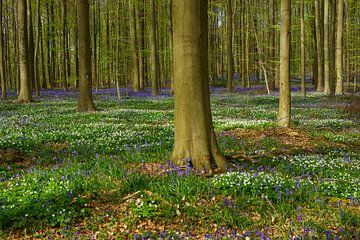 Lente in het bos von Michel van Kooten
