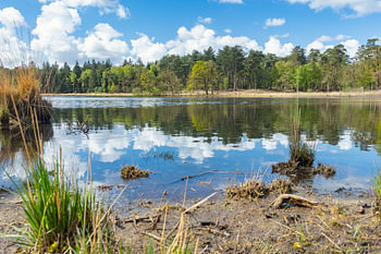 A rustic pond in the Woensdrecht woodland landscape