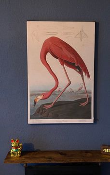 Klantfoto: American Flamingo, origineel  (gezien bij vtwonen)