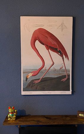 American Flamingo, original