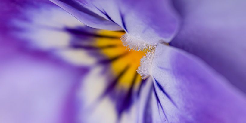 Panorama of a purple violet by Marjolijn van den Berg