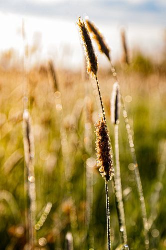 Dew on grass at sunrise