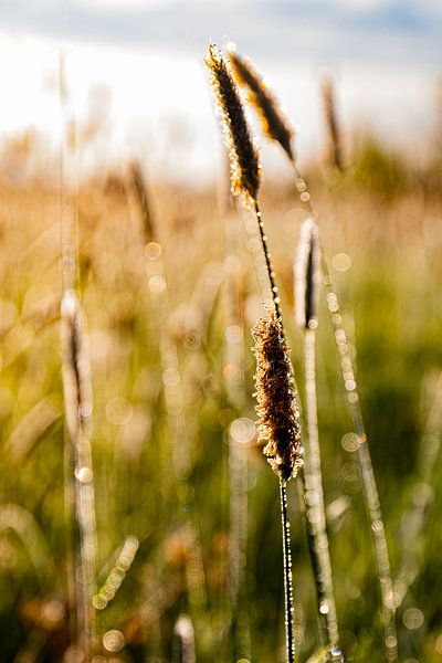 Gras tijdens het gouden uurtje van Nynke Altenburg