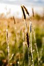 Gras tijdens het gouden uurtje van Nynke Altenburg thumbnail