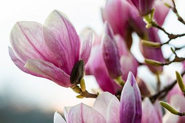Bloeiende magnolia's in de lente van Werner Dieterich