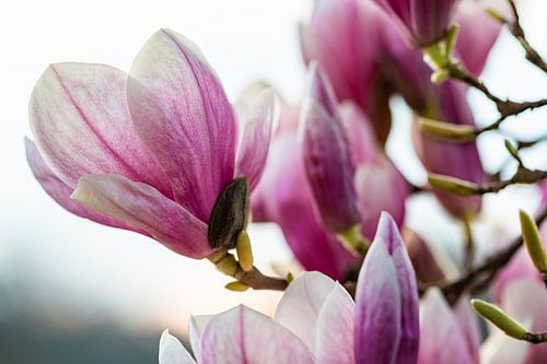 Blühende Magnolien im Frühling von Werner Dieterich