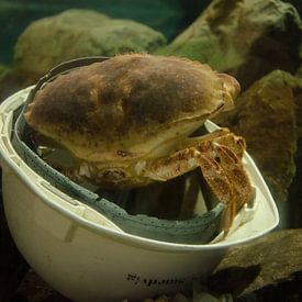  Le casque est une cachette idéale sur Ron van der Meer