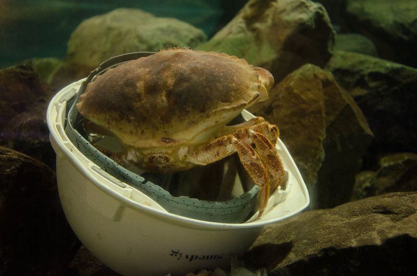 The helmet is an ideal hiding place by Ron van der Meer