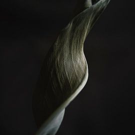 Twisted Strelitzia van Karin Bakker Fotografie