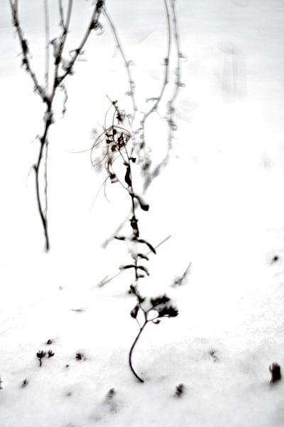 Winter sneeuw van Marianna Pobedimova