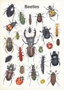 Beetles van Jasper de Ruiter thumbnail