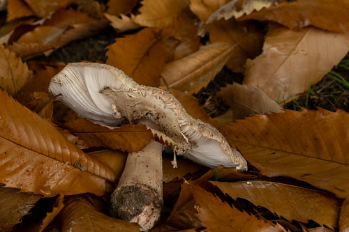 Herbst