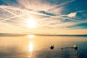 Schwäne im Bodensee bei Sonnenuntergang und Gegenlicht