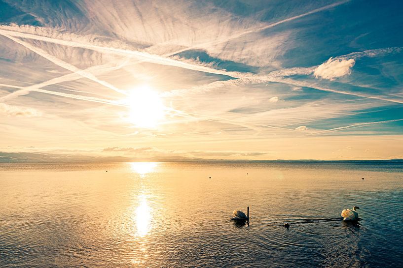 Zwanen in de Bodensee bij zonsondergang en tegenlicht van Dieter Walther