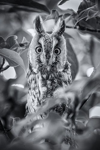 Verbaasde ransuil tussen de bladeren.