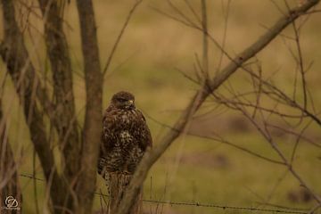 buzzard on a pole by cd_photography