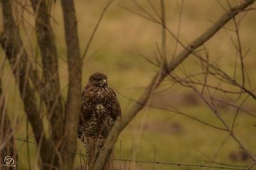 buizerd op een paaltje van cd_photography